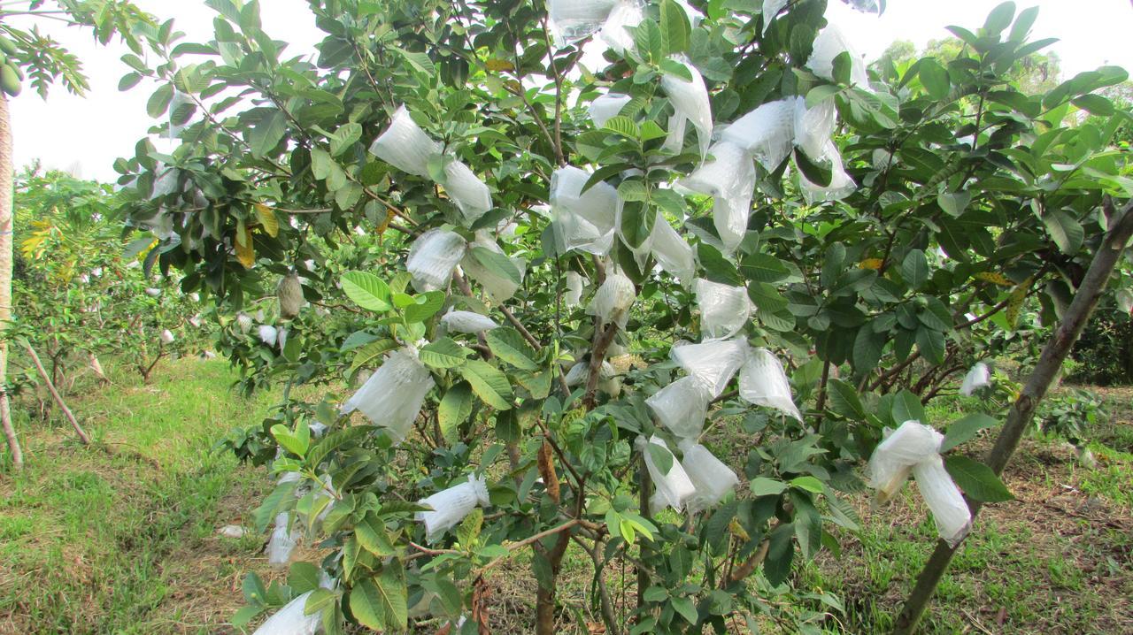 Orchard Fruit Farm Bungalow Phu Quoc Eksteriør bilde
