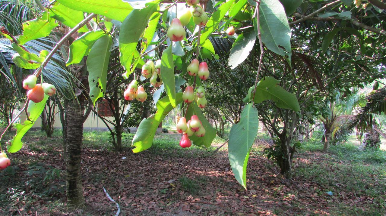 Orchard Fruit Farm Bungalow Phu Quoc Eksteriør bilde